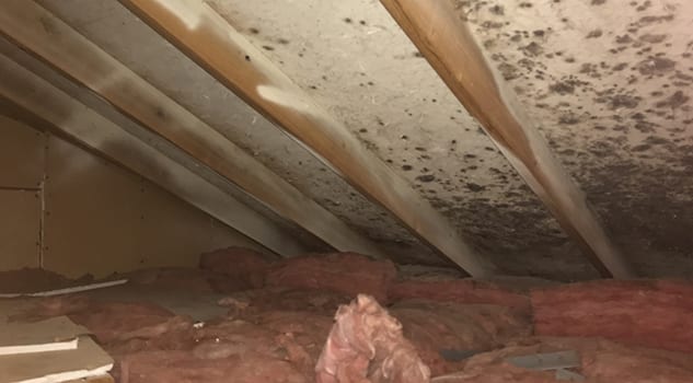 stop mold growth in your attic with lafayette crawlspace remediation