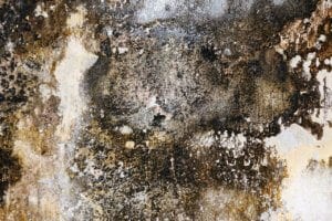 stop mold growth in your home with crawlspace remediation